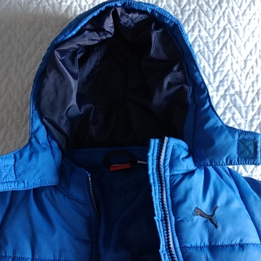 Puma bunting